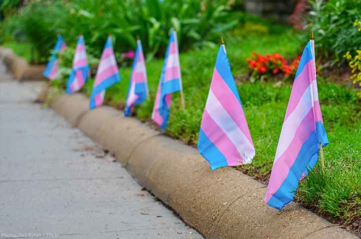 Trans flags on a lawn